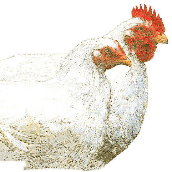Pollos